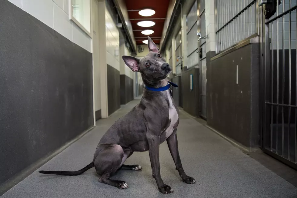 Magician Performs Magic Tricks For Shelter Dogs [Video]
