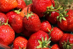 Strawberry Prices Could Go Up After Floods