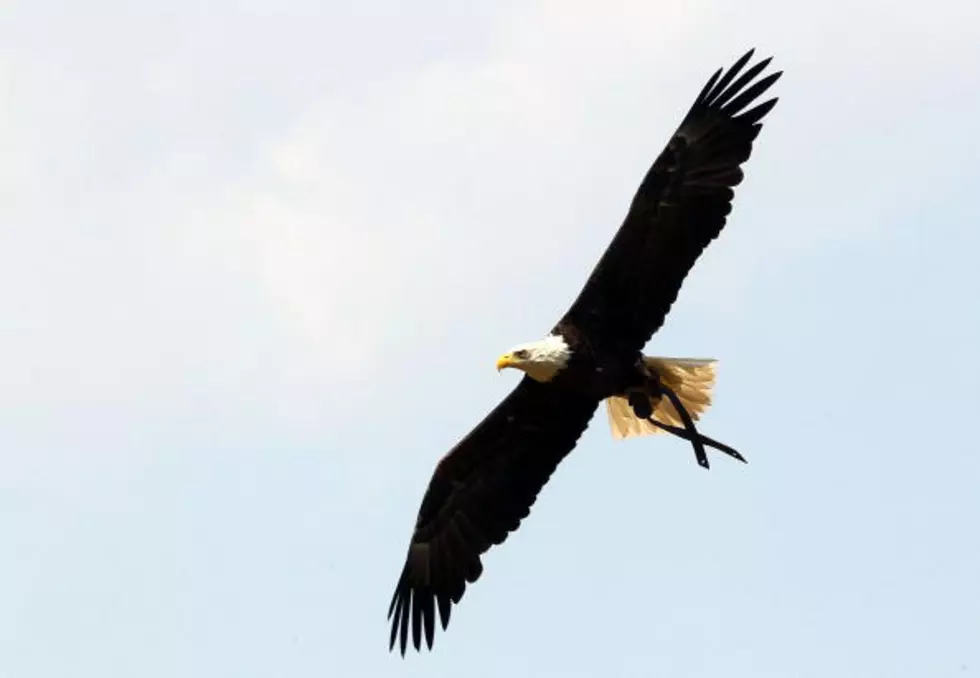 Reward Offered For Information In Bald Eagle Killing