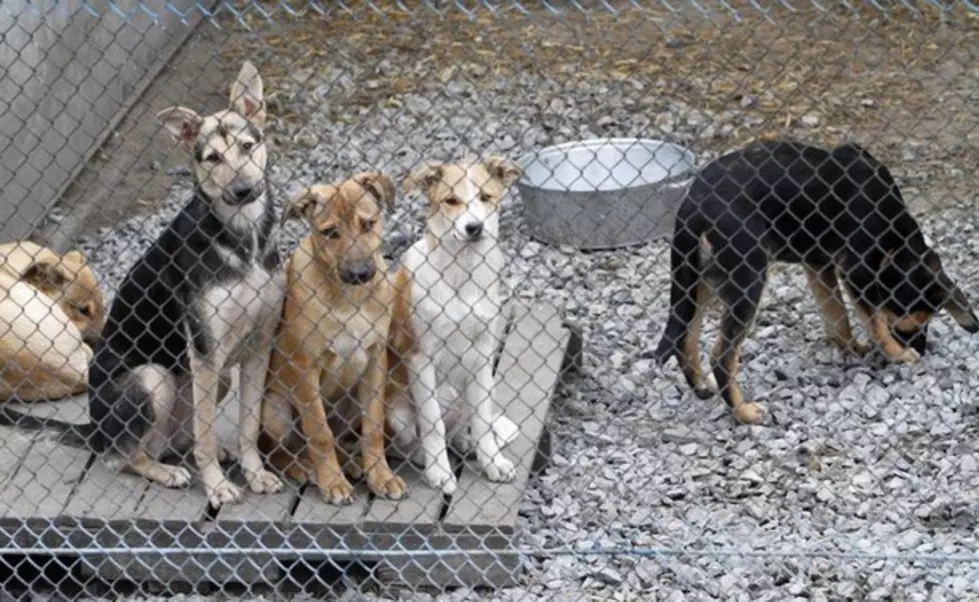 Louisiana shelters face limits on providing research animals