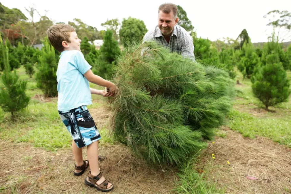 State Discontinues Christmas Tree Collection Program