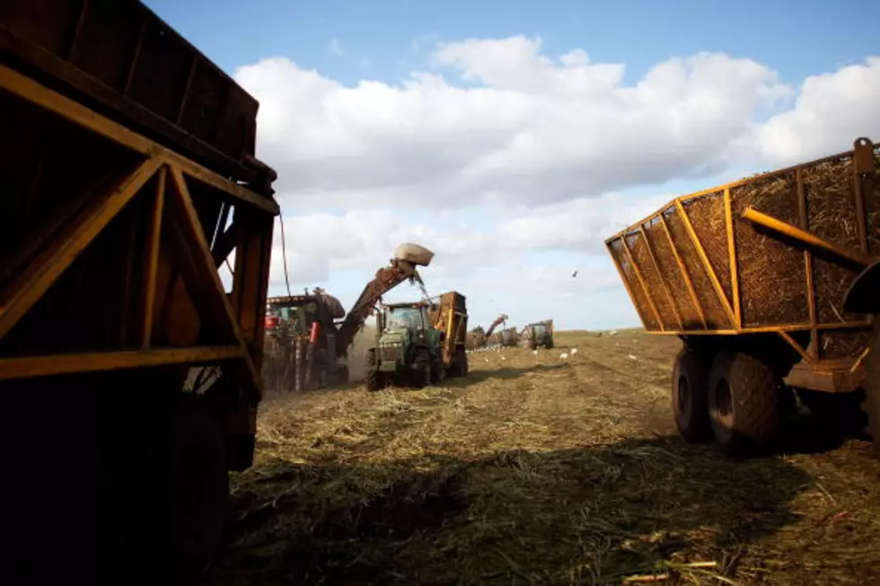 Cane Farmers Pleased With Results This Year