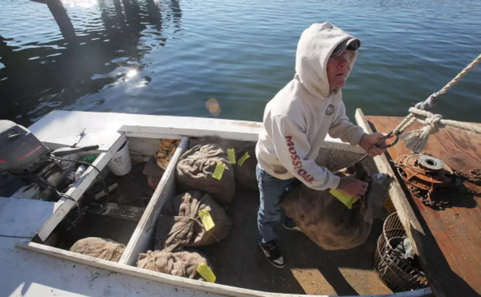 Oyster Bed Restoration Among First Since Oil Spill