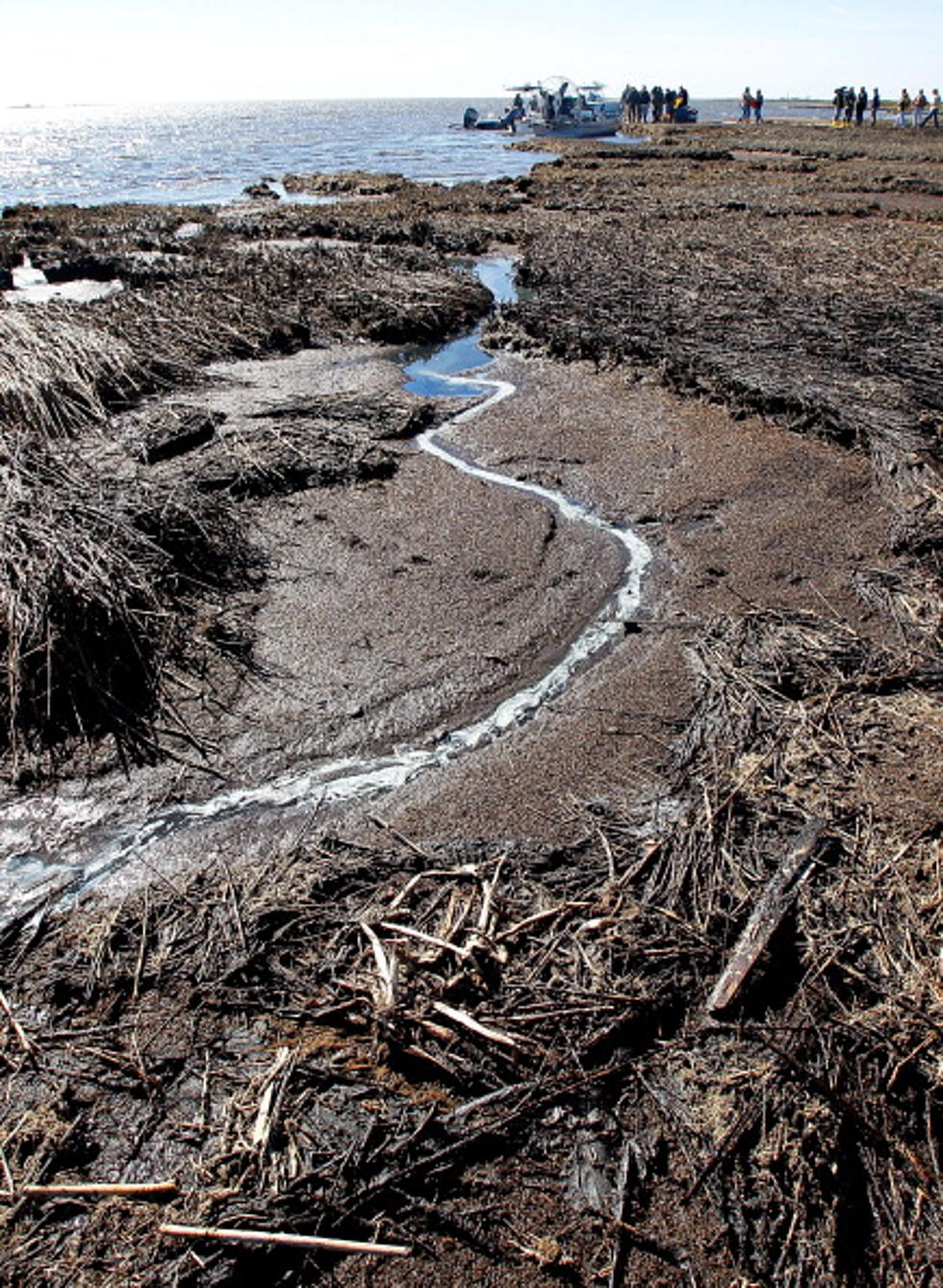 LUMCON Scientist Seeks Signs Of Marsh Recovery