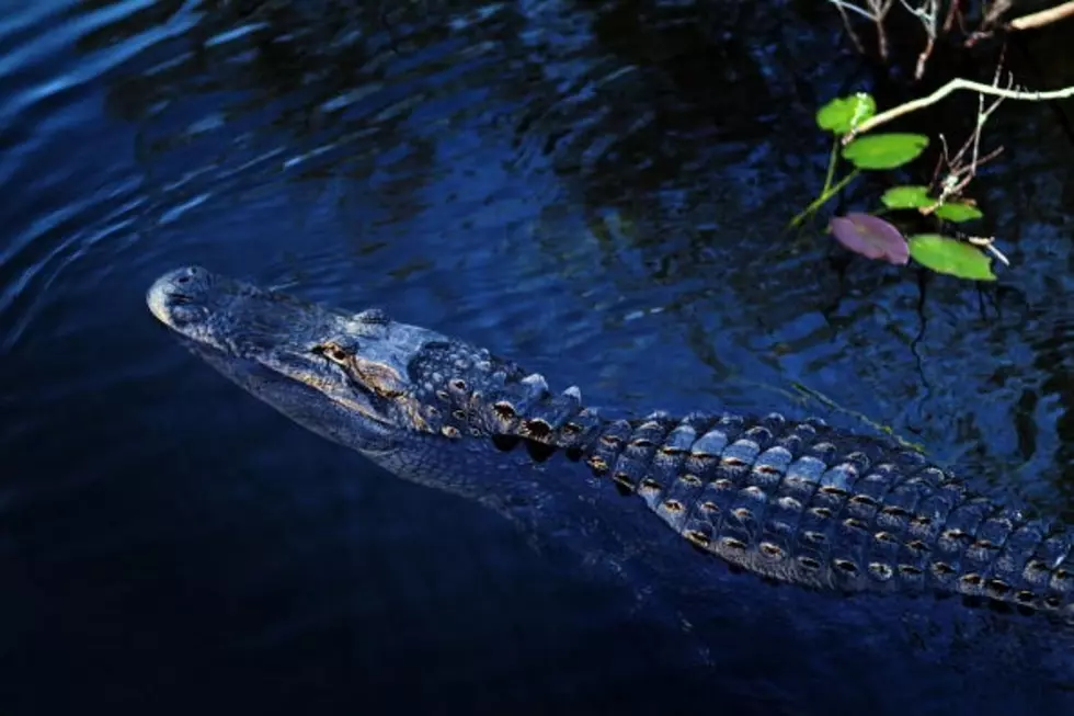 University Of Louisiana Researchers Find Interesting Use For Alligators