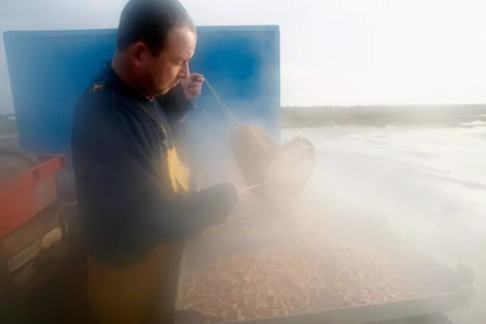 Louisiana Shrimpers Not Expecting Great Harvest