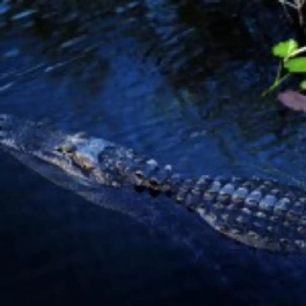 Evangeline Parish Man Cited For Capturing Gators Out Of Season