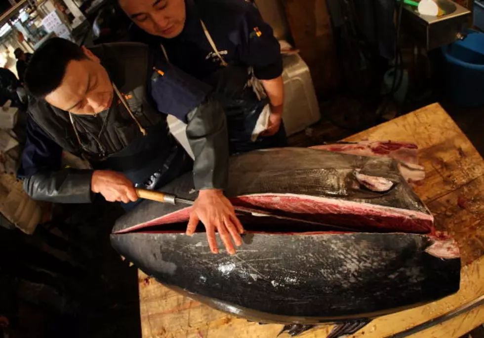 Bluefin Tuna &#8211; Safe Even With Low Level Radiation