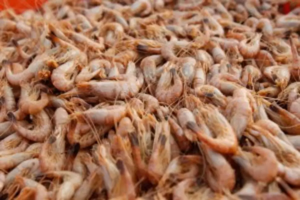 Shrimp Prices Plummet In 2015