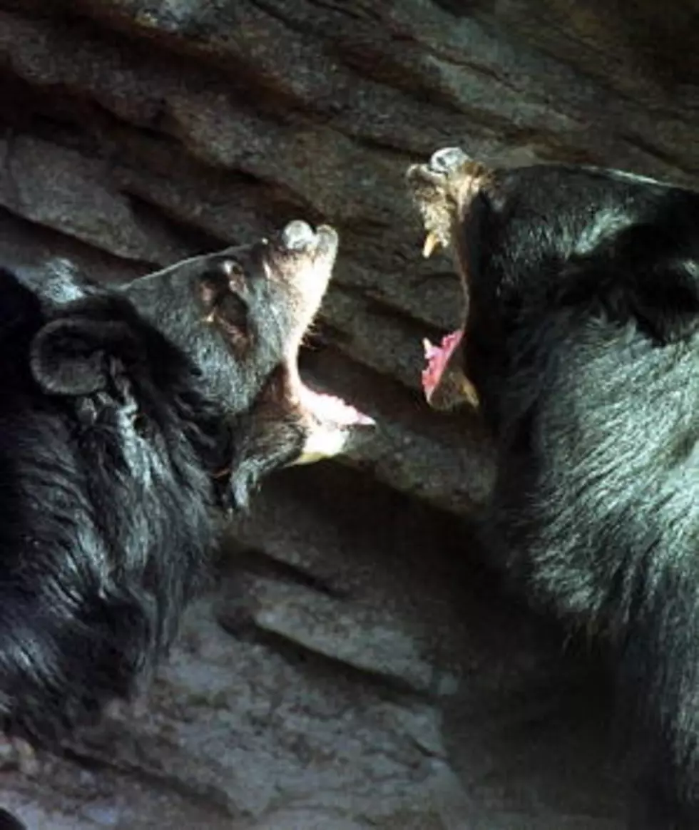 Black Bears Keep Digging Through St. Mary Parish Trash