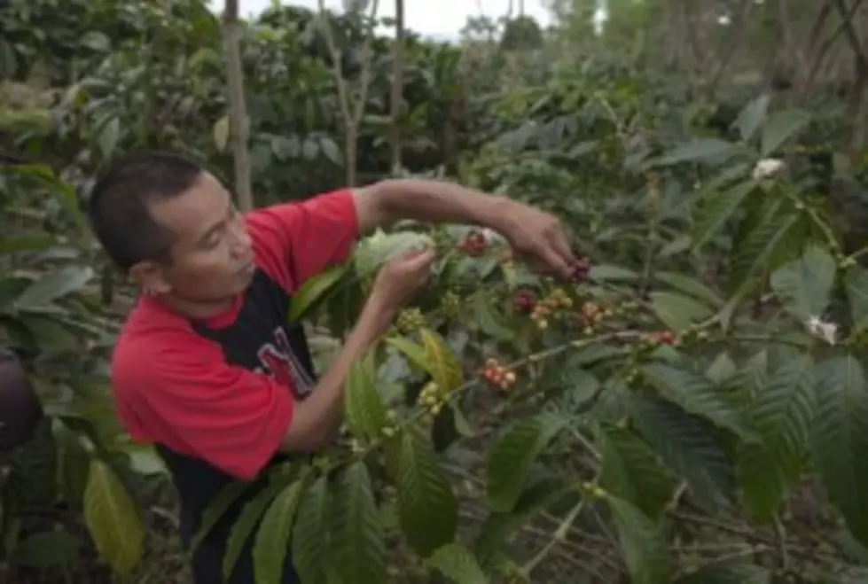 Climate Change Could Make Coffee Disappear