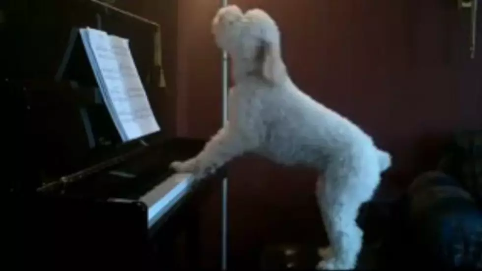 A Dog That Sings?  Believe It Or Not