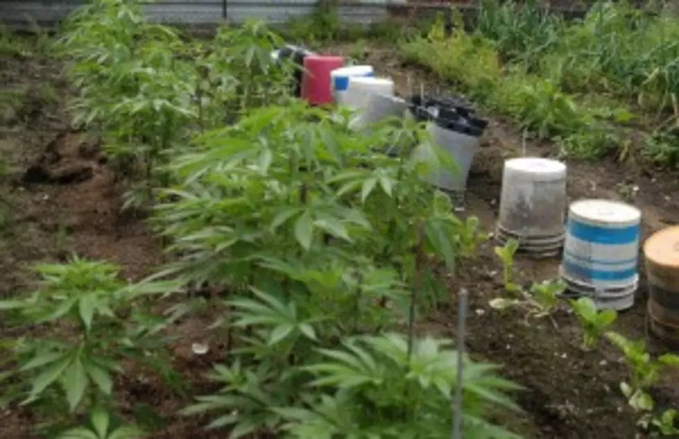 Erath Man Arrested For Cultivation Of Marijuana