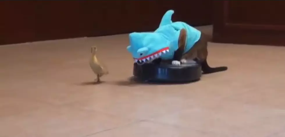 Roomba Riding Cat-Shark Mysteriously Chasing Duckling