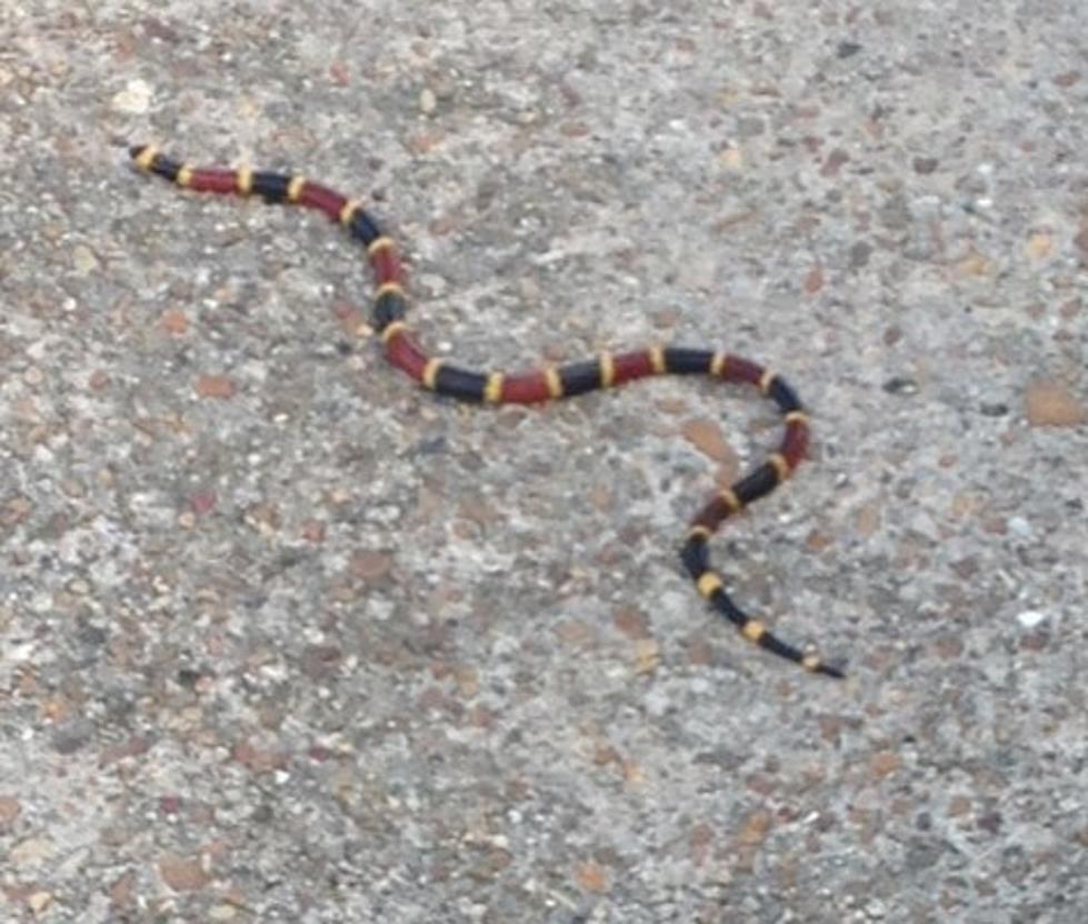 Crowley Police Warn Of Coral Snakes In The Area