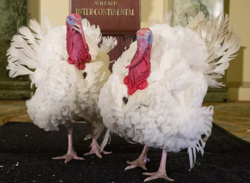 Obama Pardons Turkeys As Part Of Annual Rite