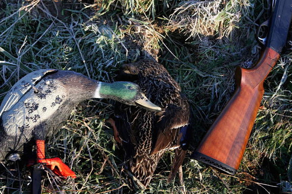 Wildlife Panel To Decide On 2014-15 Duck Seasons