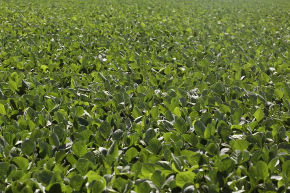 Kudzu Bugs Spread Into DC Area, Southern Delaware, Arkansas