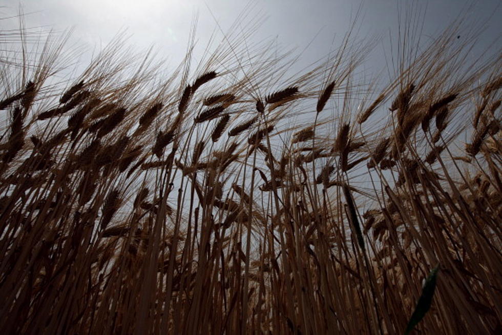 LSU AgCenter: Louisiana Wheat Crop Outlook Iffy