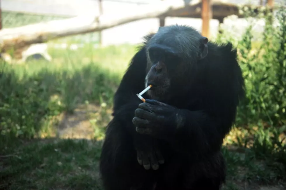 Lawsuit: Amusement Park Lets Chimpanzee Smoke Cigarettes
