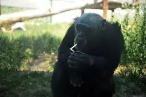 Lawsuit: Amusement Park Lets Chimpanzee Smoke Cigarettes