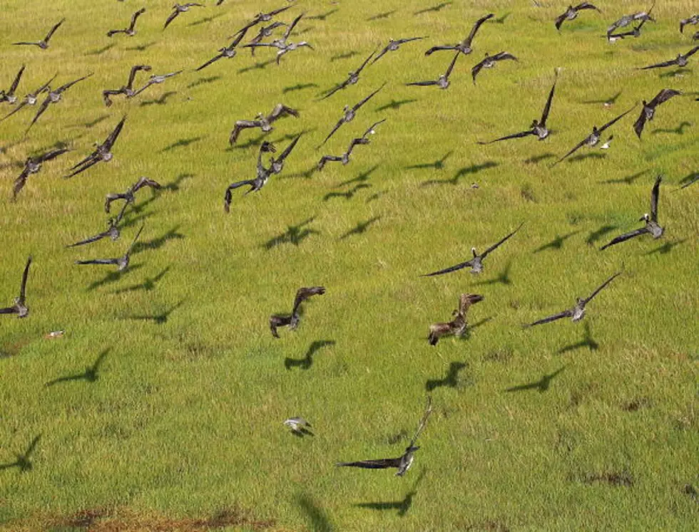 $52.2 Million Allocated To Improve Louisiana Coastline