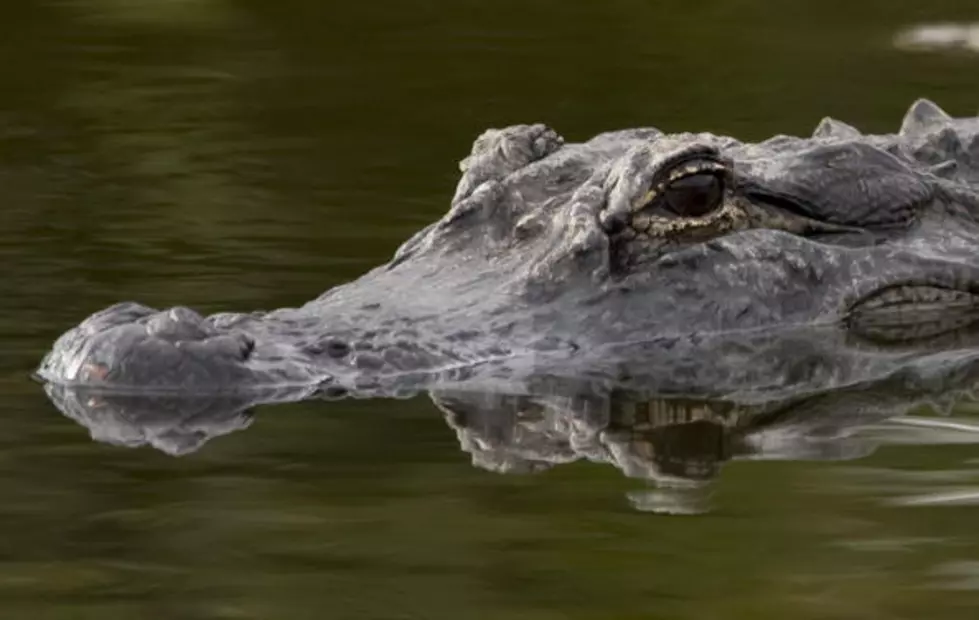 Hiding Criminal Eaten By Gators
