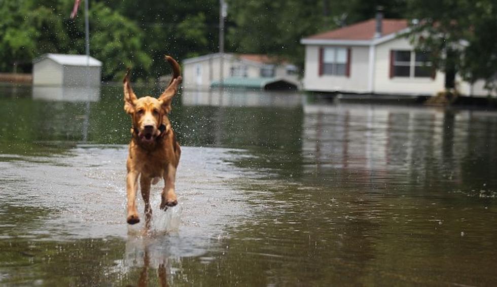 The Humane Society of Northwest Louisiana Helps Displaced Pets During the Flood of 2016 [VIDEO]