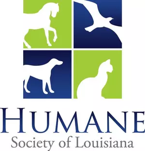 Humane Society: Dog Found Beaten &#038; Burned In New Orleans&#8217; City Park