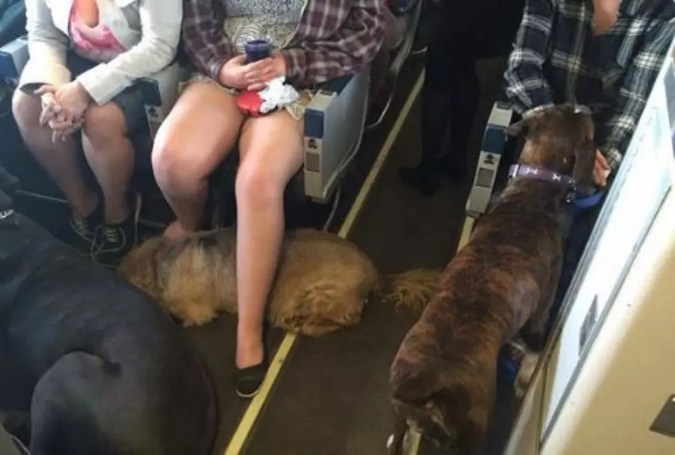 Airline Breaks The Rules To Help Pets Escape Wildfire