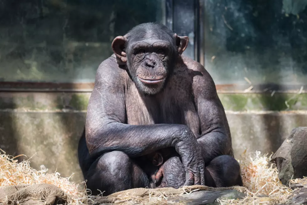 New Iberia Chimps Moving Permanently