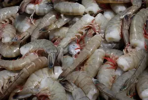 Fishermen Say Shrimp Season Starts Well, But Prices Down