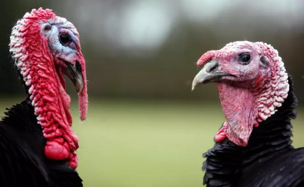 Turkey Tips for Thanksgiving