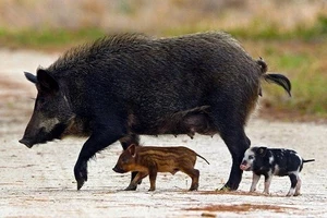 Wild Hogs Poison Halted Due To Concerns Over Black Bear