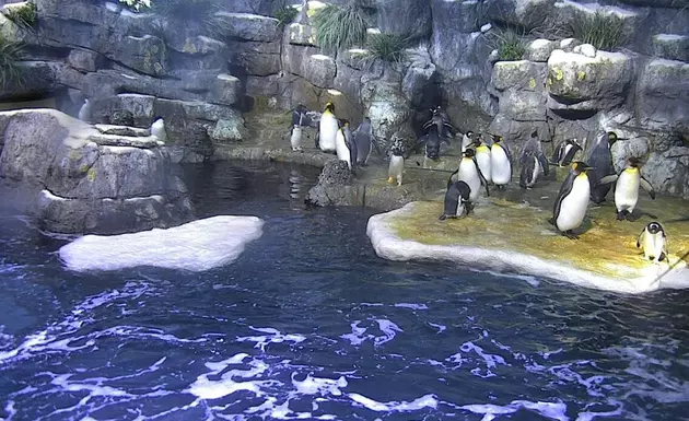 Moody Gardens Planning To Open Expanded Aquarium