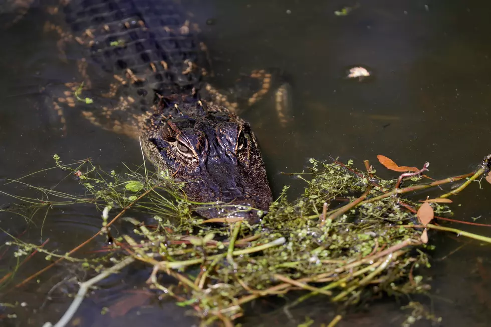Large Alligator Attempts To Climb Fence To Avoid Capture [Photo]