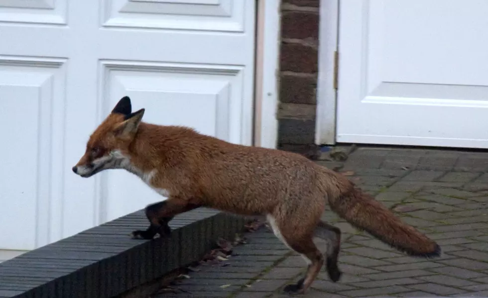 LDWF Receiving Increase In Calls Regarding Foxes In Urban Areas