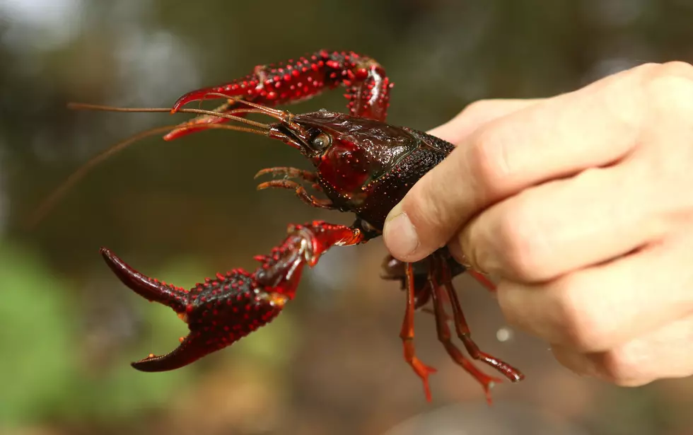 Crawfish Prices Expected To Be Higher This Season