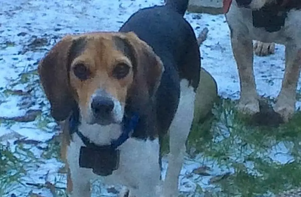 &#8216;Flash&#8217; Missing From Catahoula Cove Area