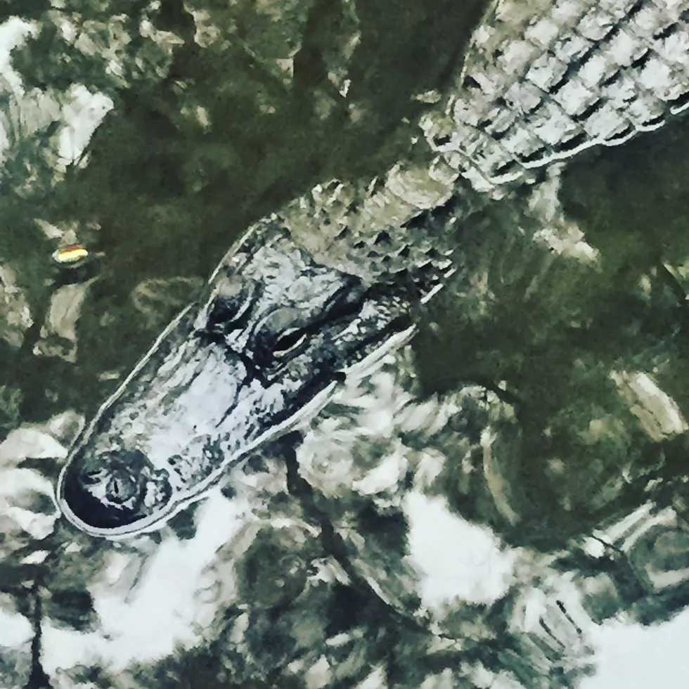 Gator Caught Lounging On Pool Floatie In Florida
