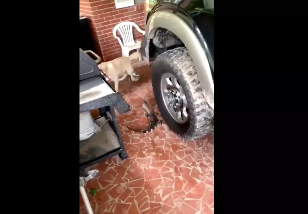 Alligator Makes Appearance During Hurricane Barry [Video]