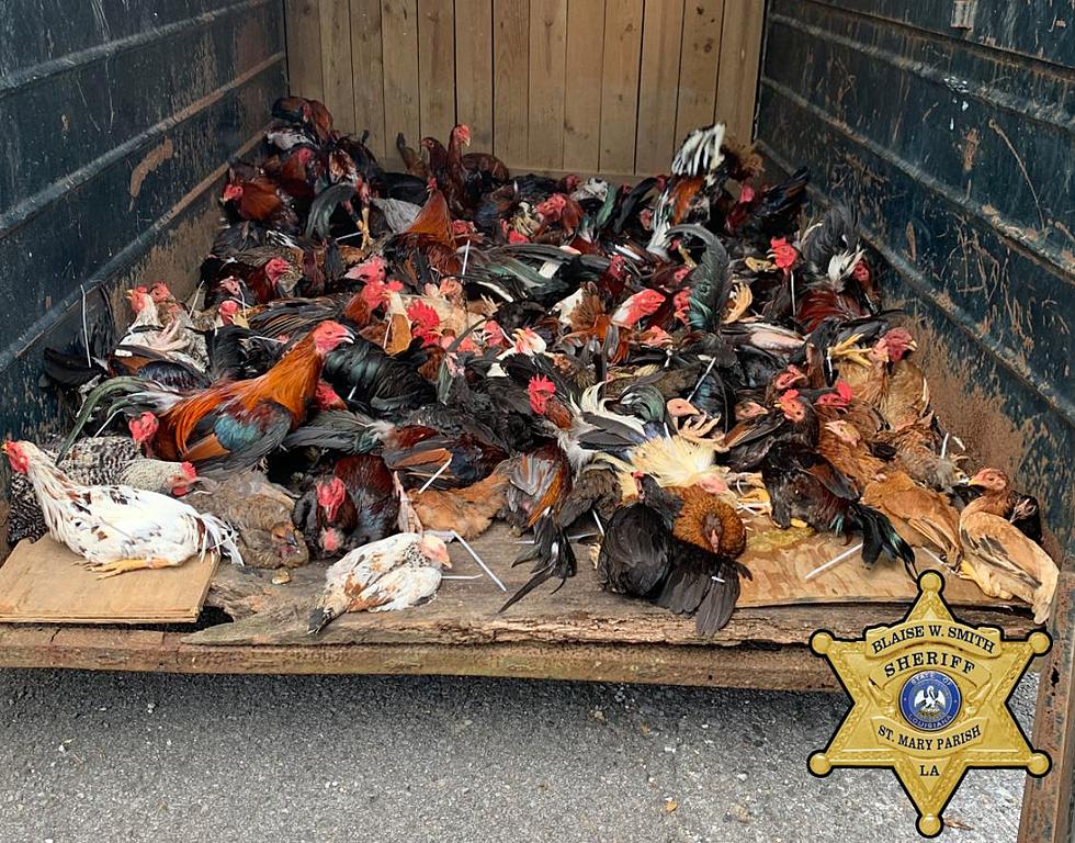 Arrests Made as Dead Chickens, Cockfighting Cages Found in Amelia