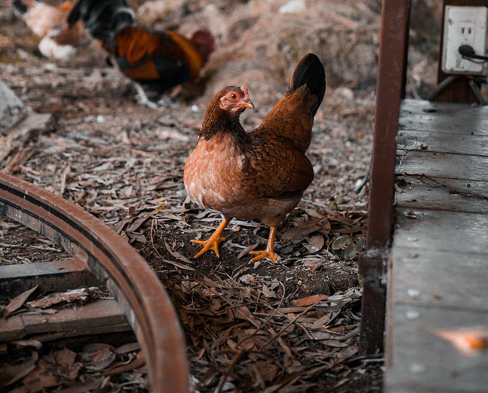Have Your Chickens Stopped Laying Eggs? Social Media&#8217;s Latest Conspiracy Theory Is Wild