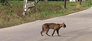 Cankton Resident Spots Bobcat Near Home