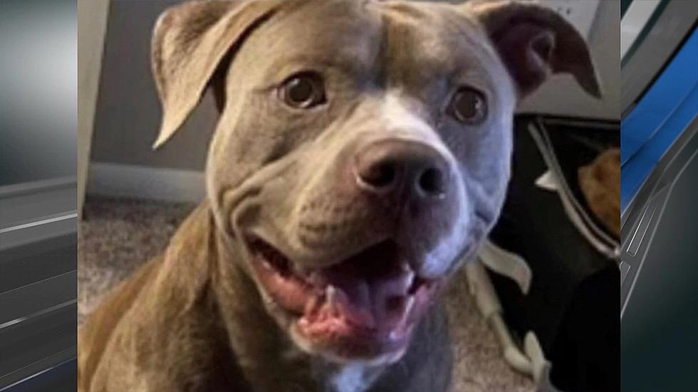 UPDATE: Dog Found Military Man Will Get Service Dog Back After I-10 Crash