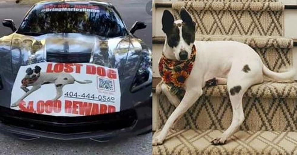 Corvette & Cash Up for Grabs for a Missing Dog