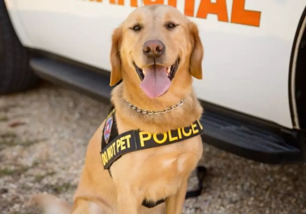 Saying Goodbye to a Sweet, Retired K-9 Officer