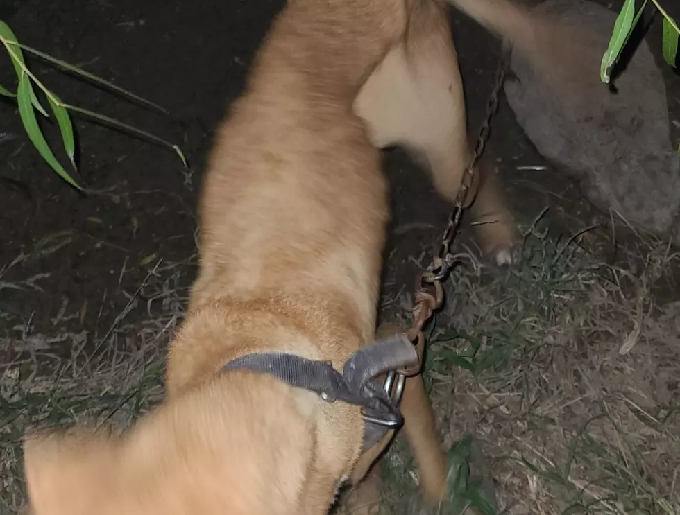 Sad Sight As Several Chained Dogs Found Malnourished in Lacassine