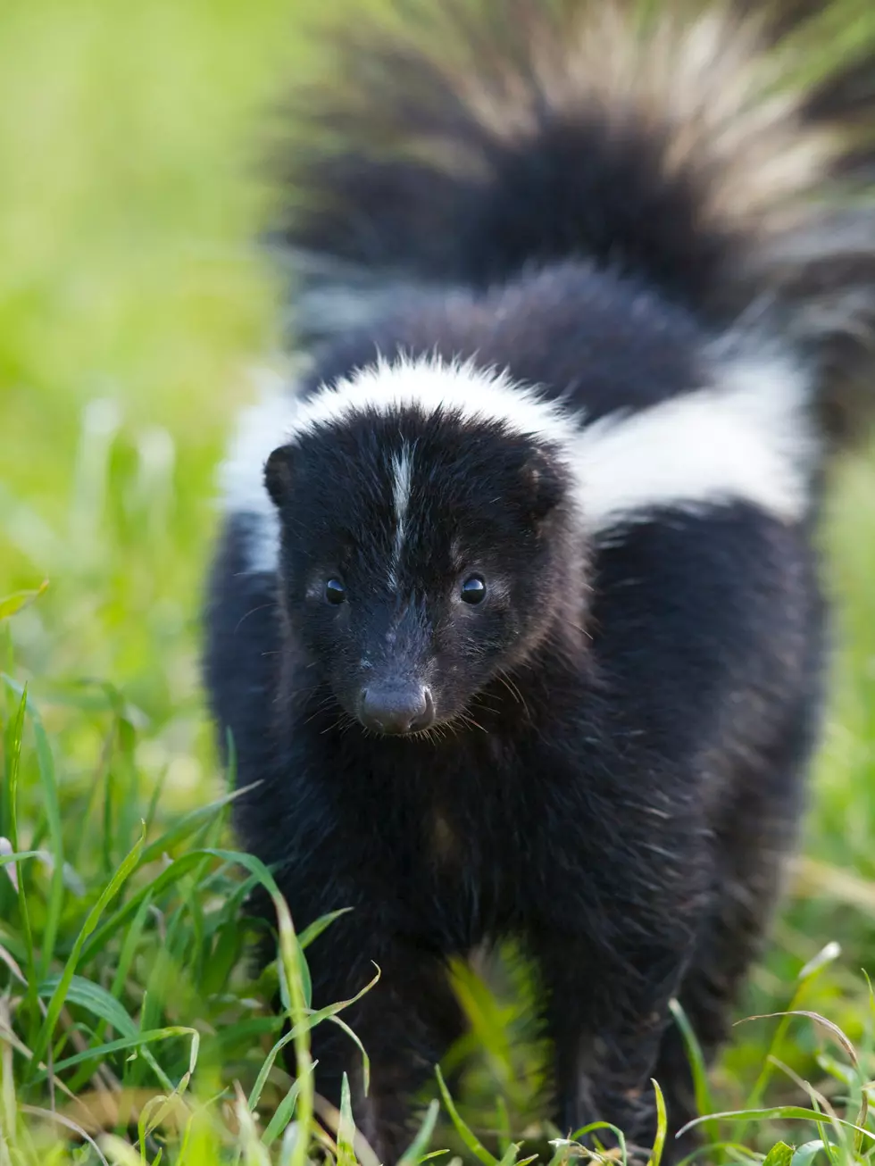 The Time a Skunk Closed a Lafayette Parish Voting Precinct