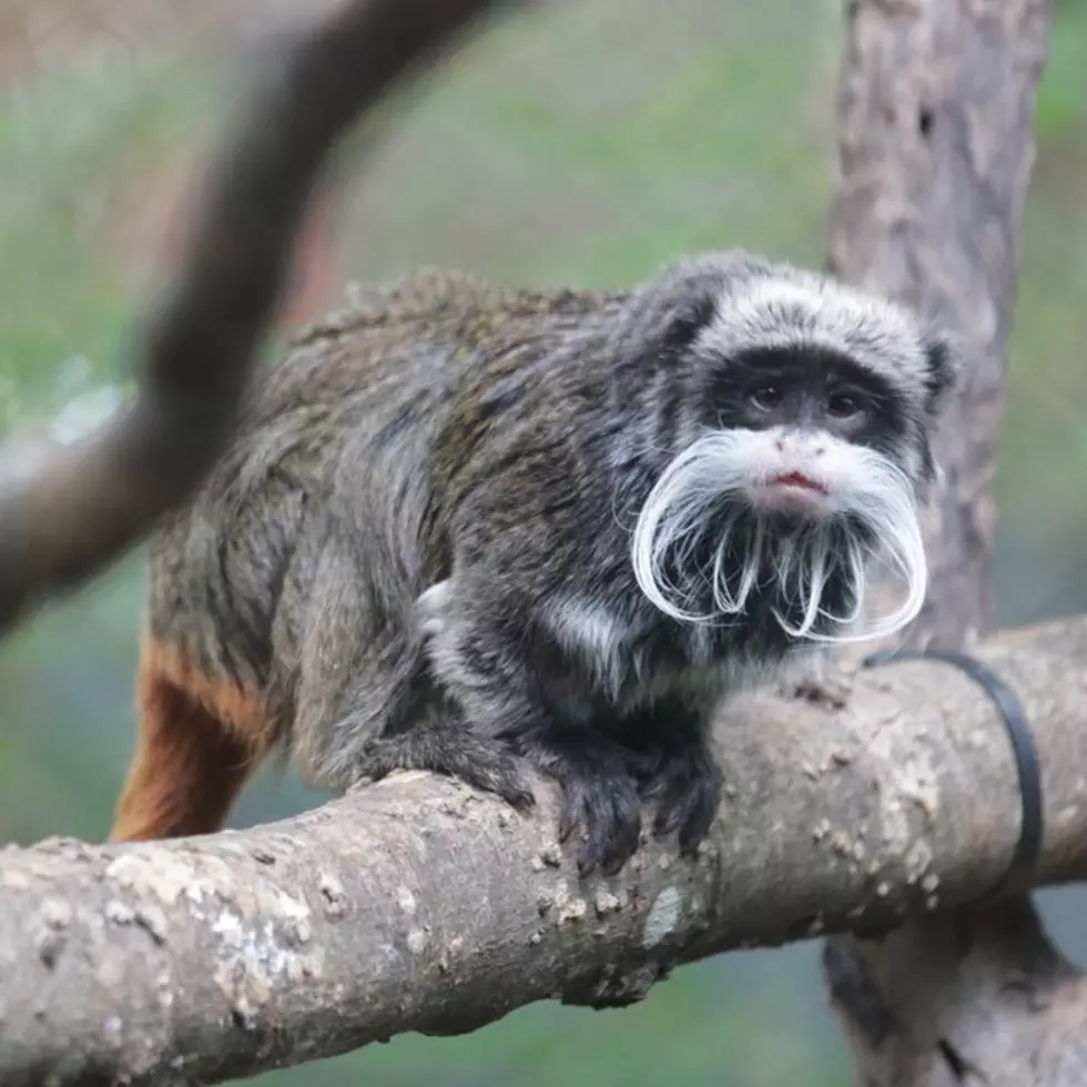 2 Emperor Tamarin Monkeys Believed to Be Stolen from Dallas, Texas Zoo